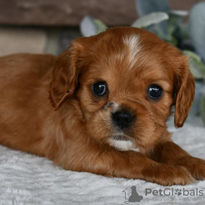 Photo №3. Cavalier King Charles Spaniel available. Brazil