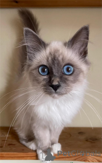 Photo №1. birman - for sale in the city of Augsburg | 329$ | Announcement № 151624