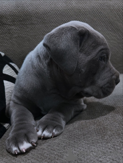 Photo №1. cane corso - for sale in the city of 'S-hertogenbosch | 723$ | Announcement № 158579