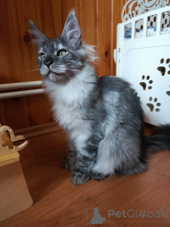 Photo №4. I will sell maine coon in the city of Москва. from nursery - price - 812$