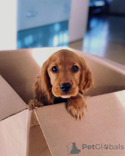 Photo №4. I will sell english cocker spaniel in the city of Kivik. private announcement, breeder - price - 1032$