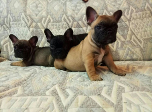 Photo №2 to announcement № 2196 for the sale of french bulldog - buy in Russian Federation private announcement, from nursery, breeder