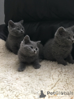 Photo №2 to announcement № 93596 for the sale of british shorthair - buy in Germany private announcement, breeder