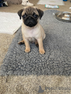 Photo №1. pug - for sale in the city of Košice | negotiated | Announcement № 85087