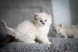 Photo №2 to announcement № 136759 for the sale of ragdoll - buy in Germany 