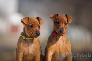 Photo №3. miniature pinscher puppies. Ukraine