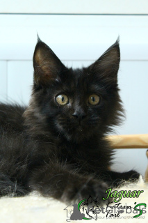 Photo №4. I will sell maine coon in the city of St. Petersburg. private announcement, from nursery, breeder - price - 552$