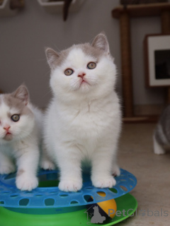 Photo №1. british shorthair - for sale in the city of Munich | negotiated | Announcement № 171103