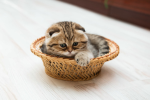 Photo №2 to announcement № 1804 for the sale of scottish fold - buy in Belarus from nursery