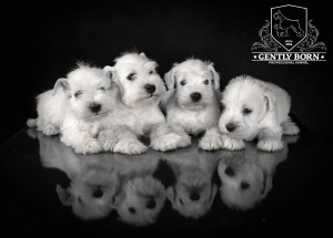 Photo №3. white miniature schnauzer puppies. Russian Federation