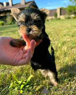 Photo №3. Buy your lovely beautiful Vaccinated Yorkshire Terrier puppies available now for. Austria