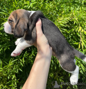 Photo №3. Beagle puppies for sale.. Moldova