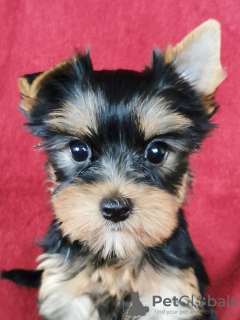 Photo №2 to announcement № 75520 for the sale of yorkshire terrier - buy in Lithuania private announcement