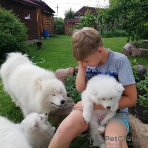 Photo №1. samoyed dog - for sale in the city of Gelsenkirchen | 200$ | Announcement № 129866