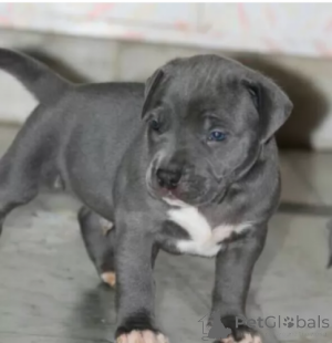 Photo №1. american pit bull terrier - for sale in the city of Simmering | negotiated | Announcement № 167779