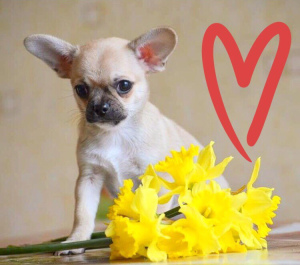 Photo №2 to announcement № 1246 for the sale of chihuahua - buy in Russian Federation from nursery