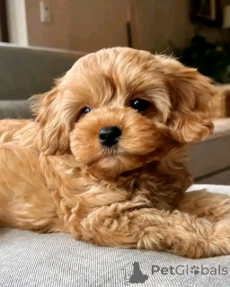 Photo №3. poodle puppies available for adoption. Germany