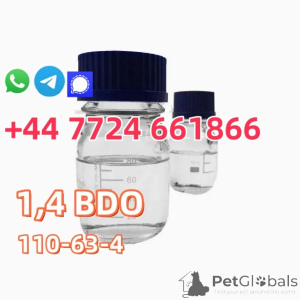 Photo №1. american bobtail - for sale in the city of Tampa | negotiated | Announcement № 142167