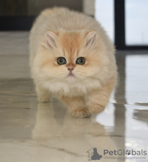 Photo №2 to announcement № 33076 for the sale of british longhair - buy in Ukraine from nursery