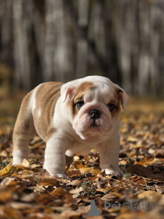Photo №2 to announcement № 157426 for the sale of english bulldog - buy in Russian Federation from nursery, breeder