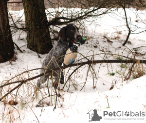 Photo №4. I will sell german wirehaired pointer in the city of Reszel. breeder - price - 1057$