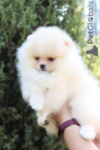 Photo №1. pomeranian - for sale in the city of Kiev | 1780$ | Announcement № 7693