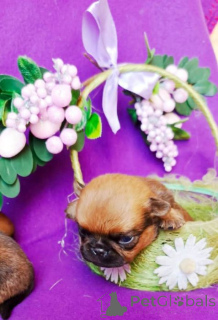 Photo №4. I will sell petit brabançon in the city of Moscow river. private announcement - price - 445$