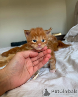 Photo №2 to announcement № 150585 for the sale of maine coon - buy in Germany from the shelter, breeder