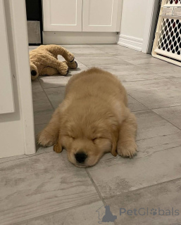 Photo №1. golden retriever - for sale in the city of Leeuwarden | negotiated | Announcement № 165209