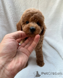 Photo №3. Poodle puppies for adoption and rehoming. Australia