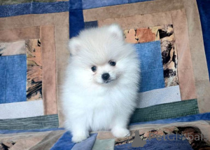 Photo №2 to announcement № 161599 for the sale of pomeranian - buy in Belgium private announcement
