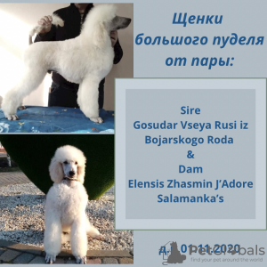 Photo №1. poodle (royal) - for sale in the city of Krasnodar | negotiated | Announcement № 9713