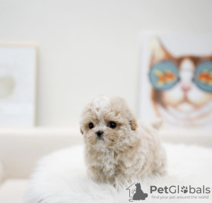 Photo №4. I will sell maltese dog in the city of Дортмунд. private announcement, from nursery, from the shelter, breeder - price - 264$