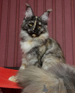 Photo №3. Moonlit eyes, silent grace Luna turns every night into magic.. Norway