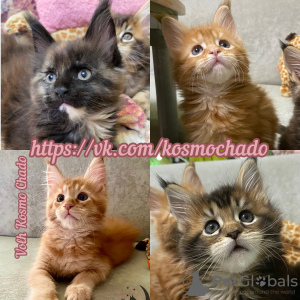 Photo №2 to announcement № 96579 for the sale of maine coon - buy in Russian Federation from nursery