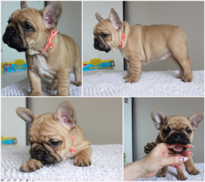 Photo №4. I will sell french bulldog in the city of Polotsk. breeder - price - 800$