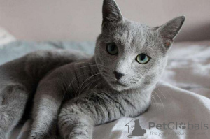 Photo №1. russian blue - for sale in the city of Chocianów | negotiated | Announcement № 92684