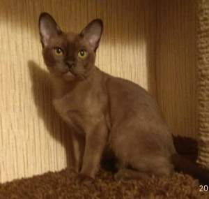 Photo №2 to announcement № 2068 for the sale of burmese cat - buy in Russian Federation private announcement, from nursery, breeder