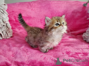 Photo №1. siberian cat - for sale in the city of Арнем | negotiated | Announcement № 133182