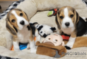 Photo №3. Beagle puppies for sale. Germany