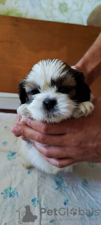 Photo №4. I will sell shih tzu in the city of Krivoy Rog.  - price - 230$