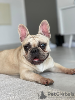 Photo №1. french bulldog - for sale in the city of Harish | 3698$ | Announcement № 36209