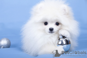 Photo №1. pomeranian - for sale in the city of Minsk | 3632$ | Announcement № 8954