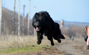 Additional photos: German shepherd puppies, girl and boy, with documents, stigma, video, delivery