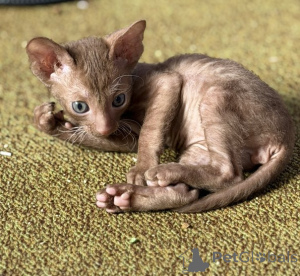 Photo №2 to announcement № 173137 for the sale of cornish rex - buy in Poland 