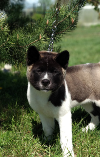 Photo №4. I will sell american akita in the city of Kaliningrad. breeder - price - Negotiated