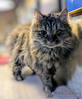 Photo №4. I will sell  in the city of Москва.  - price - Is free