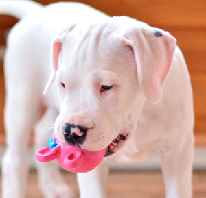 Photo №2 to announcement № 4838 for the sale of dogo argentino - buy in Russian Federation from nursery
