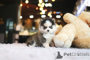Photo №1. pomeranian - for sale in the city of Florida City | negotiated | Announcement № 155003