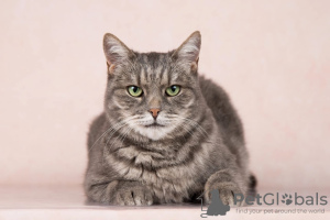 Photo №3. Kitty Martha is looking for a home.. Russian Federation